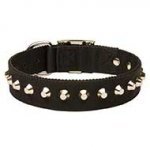 Studded Nylon Bull Terrier Collar For Everyday Use