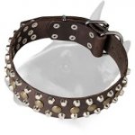 English Bull Terrier Riveted Full Grain Leather Dog Collar with Decorations