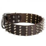 English Bull Terrier 2 inch Wide Leather Dog Collar with Spikes