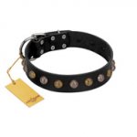 "Inky Prettification" FDT Artisan Black Leather English Bull Terrier Collar with One Row of Studs