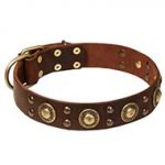 'Space-like' English Bull Terrier Leather Dog Collar with Brass Decor