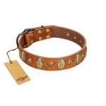 "Venus Breath" FDT Artisan Tan Leather English Bull Terrier Collar with Vintage Looking Oval and Round Studs