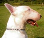 Chrome Plated Bull Terrier Choke Collar for Obedience Training
