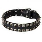 Stylish Leather Bull Terrier Collar with Nickel Studs