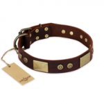 "Shining Armour" FDT Artisan Brown Leather English Bull Terrier Collar with Decorations