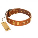 "Egyptian Script" FDT Artisan Tan Leather English Bull Terrier Collar with Plates and Small Studs