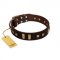 "Choco Delight" FDT Artisan Brown Leather English Bull Terrier Collar with Old Bronze-like Plates and Studs