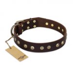 "Bronze Sheen" FDT Artisan Leather English Bull Terrier Collar with Brass-Plated Studs