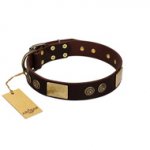 "Bow-Wow Effect" FDT Artisan Brown Leather English Bull Terrier Collar with Plates and Ornate Studs