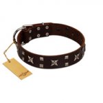 "Bigwig Woof" FDT Artisan Brown Leather English Bull Terrier Collar with Chrome Plated Stars and Square Studs