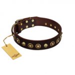"Street Fashion" FDT Artisan Brown Leather English Bull Terrier Collar Adorned with Circles and Skulls