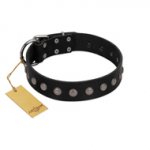 "Silver Flower" Exclusive FDT Artisan Black Leather English Bull Terrier Collar with Silver-Like Studs