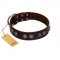 "King Arthur" FDT Artisan Brown Leather English Bull Terrier Collar with Spiky Plates