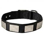 All Weather Nylon Bull Terrier Collar with Decorative Metal Plates
