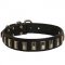 Designer Leather Bull Terrier Collar Decorated with Nickel Plates