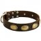 Leather Bull Terrier Collar Adorned With Vintage Plates