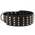 Extra Wide Leather Bull Terrier Collar with Nickel Plated Studs