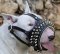 Spiked Design Padded Leather Bull Terrier Muzzle