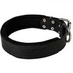 Felt Padded Leather Bull Terrier Collar for Effective Training