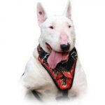 Leather Bull Terrier Harness Hand-painted with flames