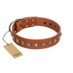 "Silver Spike" Handmade FDT Artisan Tan Leather English Bull Terrier Collar with Old Silver-Like Spikes