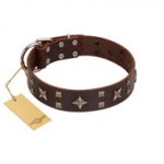 "Stars in Sands" Modern FDT Artisan Brown Leather English Bull Terrier Collar with Studs and Stars