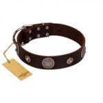 "Magic Stones" FDT Artisan Brown Leather English Bull Terrier Collar with Chrome Plated Brooches and Studs