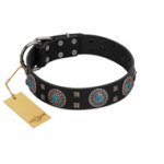 "Boundless Blue" FDT Artisan Black Leather English Bull Terrier Collar with Chrome Plated Brooches and Square Studs