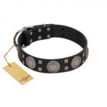 "Sun in Shining" Modern FDT Artisan Black Leather English Bull Terrier Collar with Studs and Stars