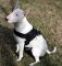 Durable Nylon Bull Terrier Harness for Walking