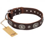 "Extra Pizzazz" FDT Artisan Adorned Brown Leather English Bull Terrier Collar