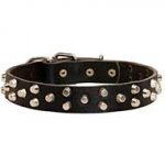 Studded Leather Bull Terrier Collar For Daily Activities