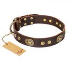 "One-of-a-Kind" FDT Artisan Handmade Decorated Brown Leather English Bull Terrier Collar
