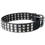 Gorgeous Wide Leather Bull Terrier Collar With Fancy Studs