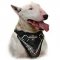 Hand Painted Leather Bull Terrier Harness for Agitation Training