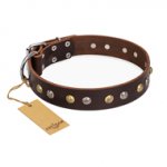 "Rare Flower" FDT Artisan Brown Leather English Bull Terrier Collar Adorned with Old-look Hemisphere Studs