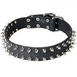Leather Bull Terrier Collar Decorated with 2 Rows of Nickel Plated Spikes