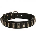 Designer Leather Bull Terrier Collar Decorated with Nickel Plates