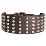 English Bull Terrier Large Genuine Leather Dog Collar Decorated with Studs