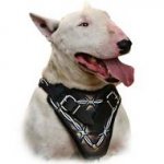 Hand Painted Leather Bull Terrier Harness for Agitation Training