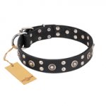 "Refined Essence" FDT Artisan Black Leather English Bull Terrier Collar with Silvery Studs