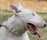 Chrome Plated Bull Terrier Pinch Prong Collar for Behavioral Correction