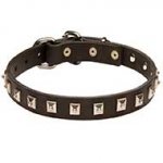 Gorgeous Leather Bull Terrier Collar With Nickel Studs