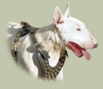 Custom Spiked Leather Bull Terrier Harness
