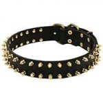 "Unveiled Luxury" English Bull Terrier Dog Leather Collar