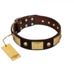 "Heavy Metal" FDT Artisan Brown Leather English Bull Terrier Collar with Old Bronze-like Skulls and Plates