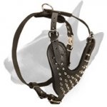 Adjustable Designer Spiked Leather Bull Terrier Harness