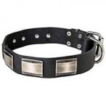 Exceptional Leather Bull Terrier Collar For Everyday Use