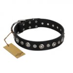 "Genteel Charm" FDT Artisan Black Leather English Bull Terrier Collar with Silver-like Round Conchos