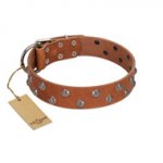 "Waltz of the Flowers" Handmade FDT Artisan Tan Leather English Bull Terrier Collar with Chrome-plated Engraved Studs